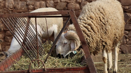 Sardi rams feeding from metal hay rack in Moroccan farmyard © Azedine