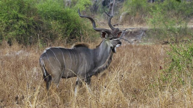 Wild male greater kudu eating grass in the African savanna