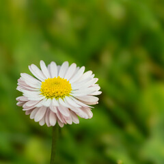 Obraz premium Single daisy flower blooming in green summer meadow