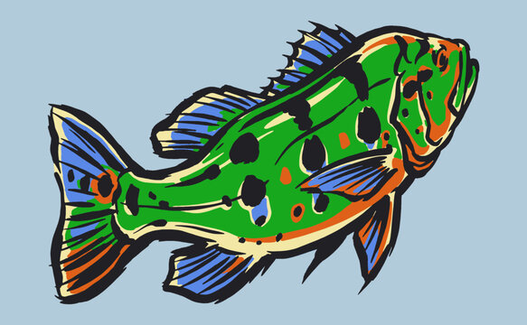 Colorful peacock bass fish graphic illustration for t-shirt design, poster, sticker, and apparel in vintage hand-drawn style.