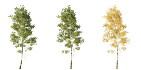 Fototapeta premium Birch trees isolated on transparent background for environment design and vegetation asset. 3D rendering.
