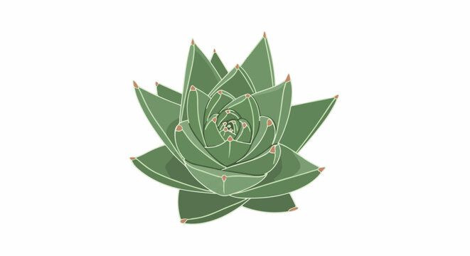 Green succulent plant with pointed leaves forming a rosette shape