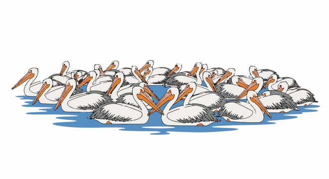 Flock of white pelicans gathered together in blue water