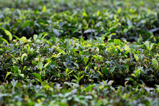 Close-up view of tea plantation leaves near Nallamudi Viewpoint in Valparai, Coimbatore district, showing fresh green tea bushes.