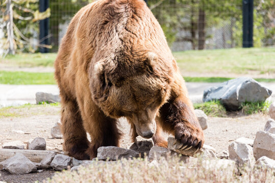 West Yellowstone, Montana, USA - May 15, 2017: Grizzly Bear Forage at West Yellowstone's Grizzly & Wolf Discovery Center