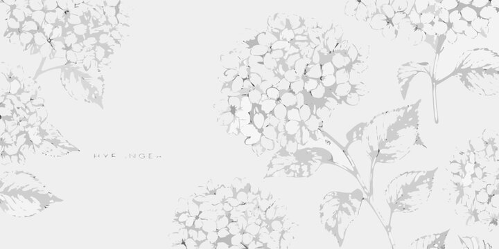 Hydrangea Floral Ornament Gray Line Drawings On White Background