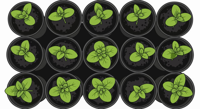 Fifteen small green sprouts in black pots