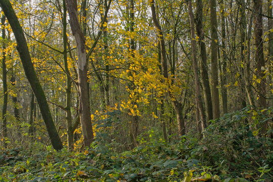 Maple tree with yellow autumn leaves in the forest.