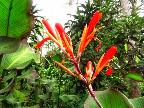 Vibrant Red Canna Lily Flowers Blooming Among Lush Tropical Green Foliage