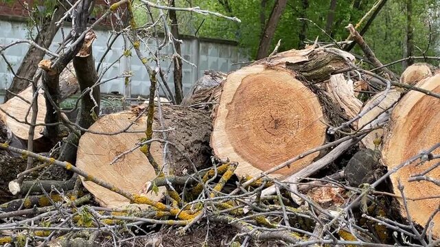 Tree logs and branches with green moss in a natural outdoor setting