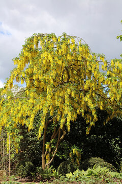 Laburnum tree in full bloom, Derbyshire England
