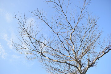 Obraz premium A wide scenic view of a bare deciduous tree canopy spreading its elegant branches across a beautiful, clear blue sky with light clouds.