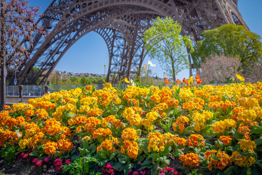 Blooming flowers beneath the Eiffel Tower