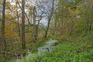 Obraz premium Swamp in an autumn forest in Vinderhoutse bossen nature reserve, Ghent, Flanders, Belgium 
