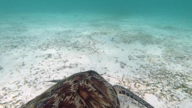 The green sea turtle (Chelonia mydas) with cleane fish is greazing on seagrass. Green sea turtles have a variety of parasites including barnacles, leeches, protozoans, cestodes, and nematodes.	