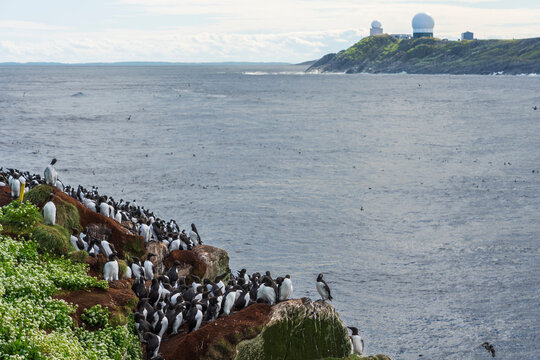 common guillemots (Uria aalge)