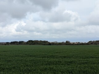 Fototapeta premium Scenic view of lush green fields under a cloudy sky in Scotland, showcasing the natural beauty and tranquility of the rural landscape.