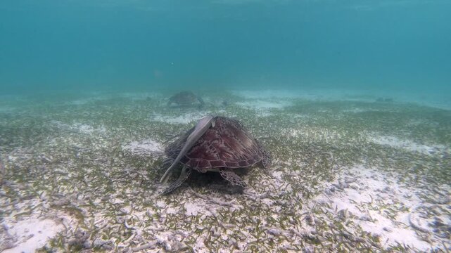The green sea turtle (Chelonia mydas) with cleane fish is greazing on seagrass. Green sea turtles have a variety of parasites including barnacles, leeches, protozoans, cestodes, and nematodes.	