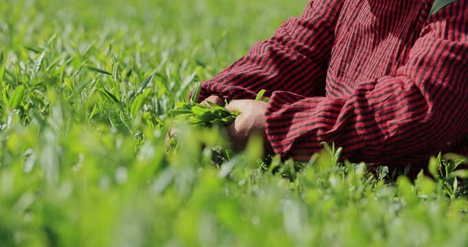 Asian woman picking green tea shoots  in spring tea farm