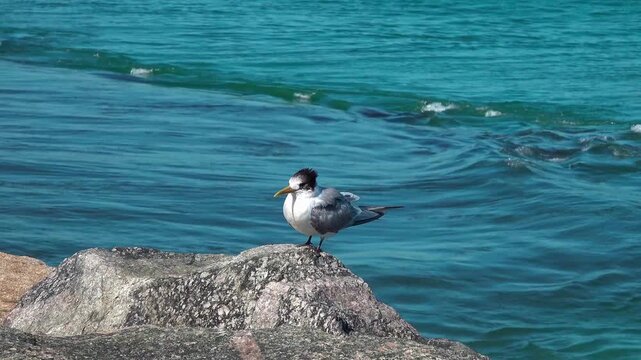 Wild crested tern bird resting on rock by blue ocean