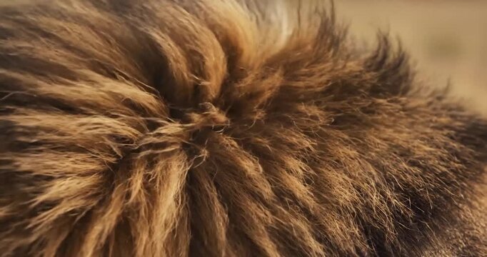Macro detail of brown animal fur texture blowing in soft wind