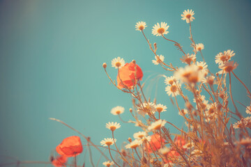 Obraz premium Red poppy flowers in a green field moving gracefully in the breeze. Nostalgic vintage aesthetic with warm sun rays and teal sky, creative editorial nature background.