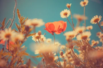 Fotobehang Klaprozen Detailed horizontal shot of vibrant red poppies with dew or water drops on petals. Dreamy vintage aesthetic with beautiful bokeh and golden light, nostalgic summer nature illustration.  © Hektor2