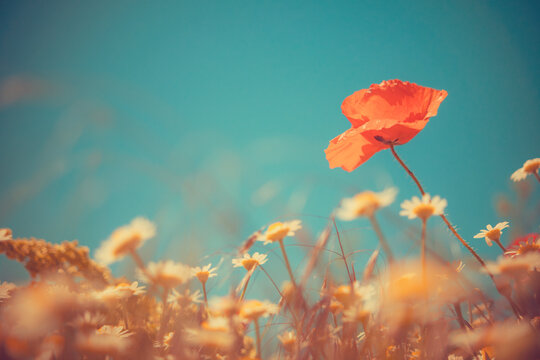 Detailed horizontal shot of vibrant red poppies with dew or water drops on petals. Dreamy vintage aesthetic with beautiful bokeh and golden light, nostalgic summer nature illustration.