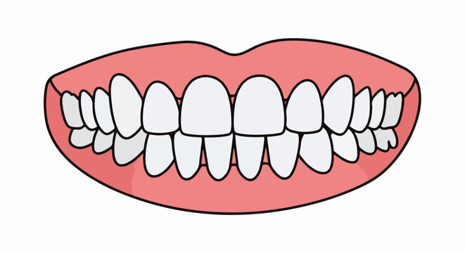 Cartoon illustration of healthy human upper and lower teeth