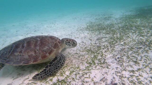 The green sea turtle (Chelonia mydas) with cleane fish is greazing on seagrass. Green sea turtles have a variety of parasites including barnacles, leeches, protozoans, cestodes, and nematodes.	