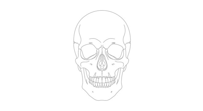 A line drawing of a human skull.