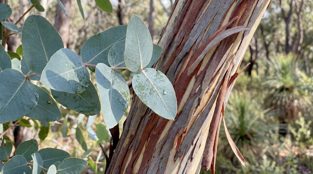 Australian eucalyptus leaves gum tree bark native bush nature botanical close botanical detail of silvery leaves and peeling trunk texture represents woodland habitat and native flora identity
