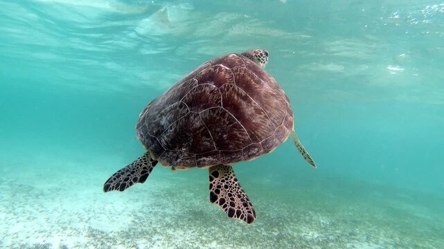 The green sea turtle (Chelonia mydas) with cleane fish is greazing on seagrass. Green sea turtles have a variety of parasites including barnacles, leeches, protozoans, cestodes, and nematodes.	