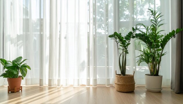 Three potted plants sit on a wooden floor in front of a sunny window with sheer curtains