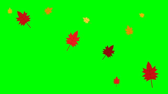 Colorful Autumn Maple Leaves Falling Down against a Green Screen Background