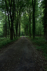 Obraz premium Forest lane in Saxon Switzerland, Germany, dark green woodland road with tall trees and natural perspective.