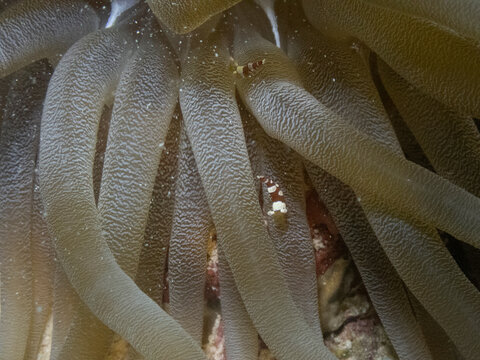 Dicaprio's Squat Anemone Shrimp