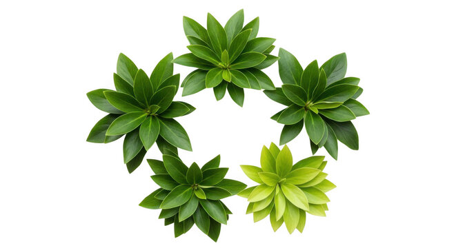 Green fern leaves forming a circular pattern isolated on transparent background