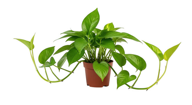 Green pothos plant in a small pot isolated on transparent background