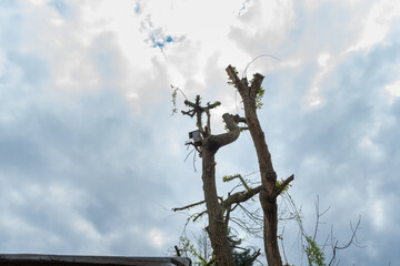 Obraz premium Tall pollarded tree trunks with fresh shoots stand against a cloudy blue sky. Suitable for tree pruning, arborist work, urban landscaping, coppicing, garden maintenance, spring regrowth, and environme