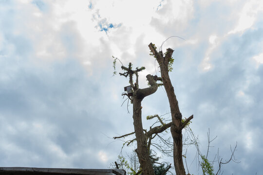 Tall pollarded tree trunks with fresh shoots stand against a cloudy blue sky. Suitable for tree pruning, arborist work, urban landscaping, coppicing, garden maintenance, spring regrowth, and environme