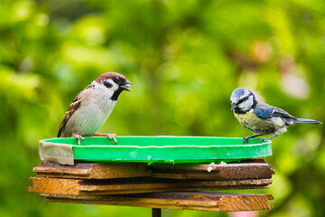 a titmouse on a bird feeder in the garden, illuminated by the May sun © ogikk