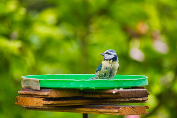 a titmouse on a bird feeder in the garden, illuminated by the May sun © ogikk