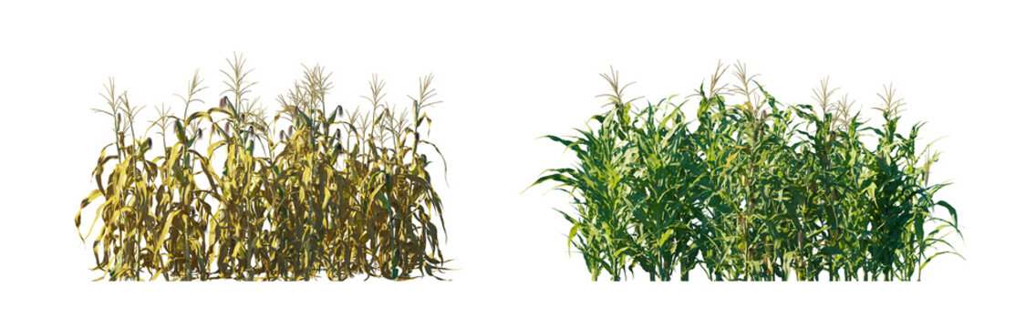 Zea mays big clump (corn clump, maize clump, indian corn) isolated PNG on a transparent background premium nature cutout
