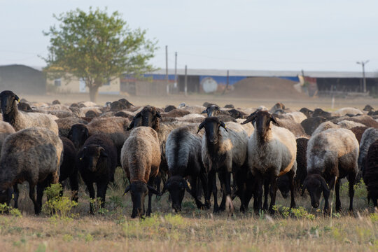 Herd of Astrakhan sheep on a pasture in the steppe of Ukraine. Breeding sheep for wool and karakul.