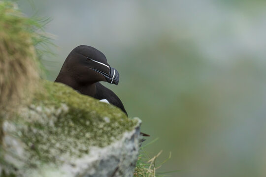 Razorbill (Alca torda)