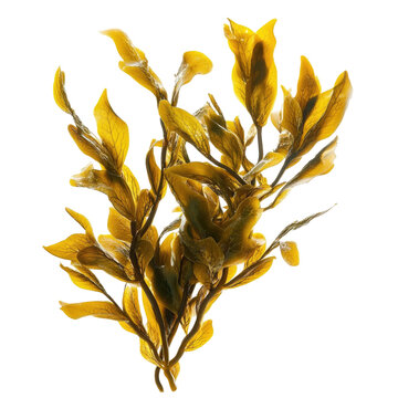 Detailed Close-up Of Brown Kelp Branch Displaying Textured Leaves On Transparent Background