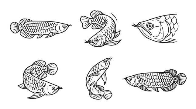 Collection of arowana fish illustrations in various poses with scale pattern aquarium illustration collection artistic creative symbolic minimalist background isolated wildlife tropical