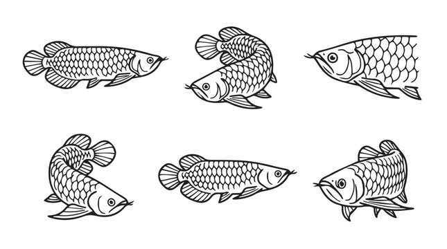 Set of arowana fish line art graphics with scale pattern aquarium illustration collection artistic creative symbolic minimalist background isolated wildlife tropical swimming movement