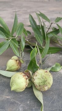 Video of Mesua ferrea tree & fruits from India.